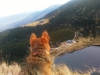 met of zonder hond
