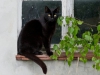 Onze kattenprins Henkie!