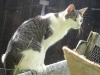 Sjonnie, een van onze drie katten